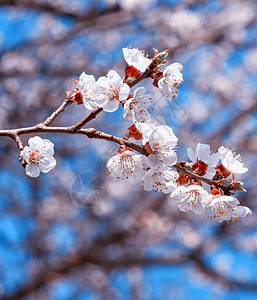 白花的杏树枝蓝底白花背景图片