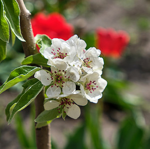 树枝上长着白花满身圆的梨子花图片