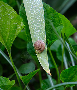 夏天昆虫蜗牛春下午在花园的长绿叶上背景