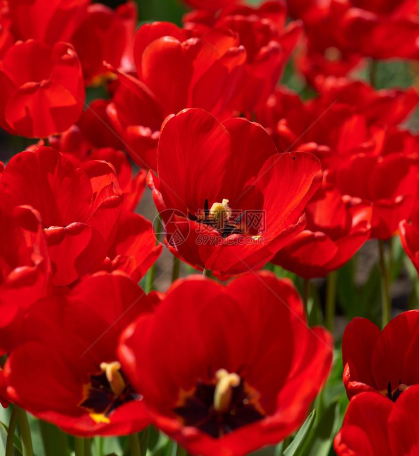 红色郁金香花的鲜芽黄紧闭图片