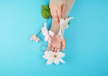 两只手握着蓝底的露出白球芽雌手关于护理抗老年温泉治疗的时髦概念图片