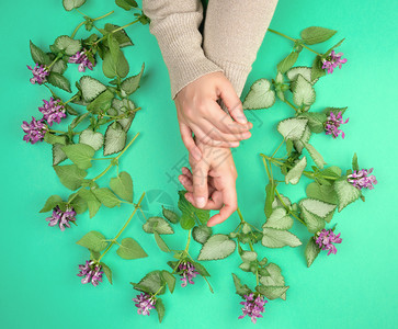 两只女手和粉红小花绿色背景手皮护理抗老龄温泉治疗的流行概念图片