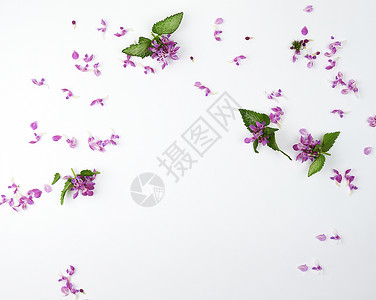 白色背景顶视图复制空间的粉红小花朵和绿瓣图片