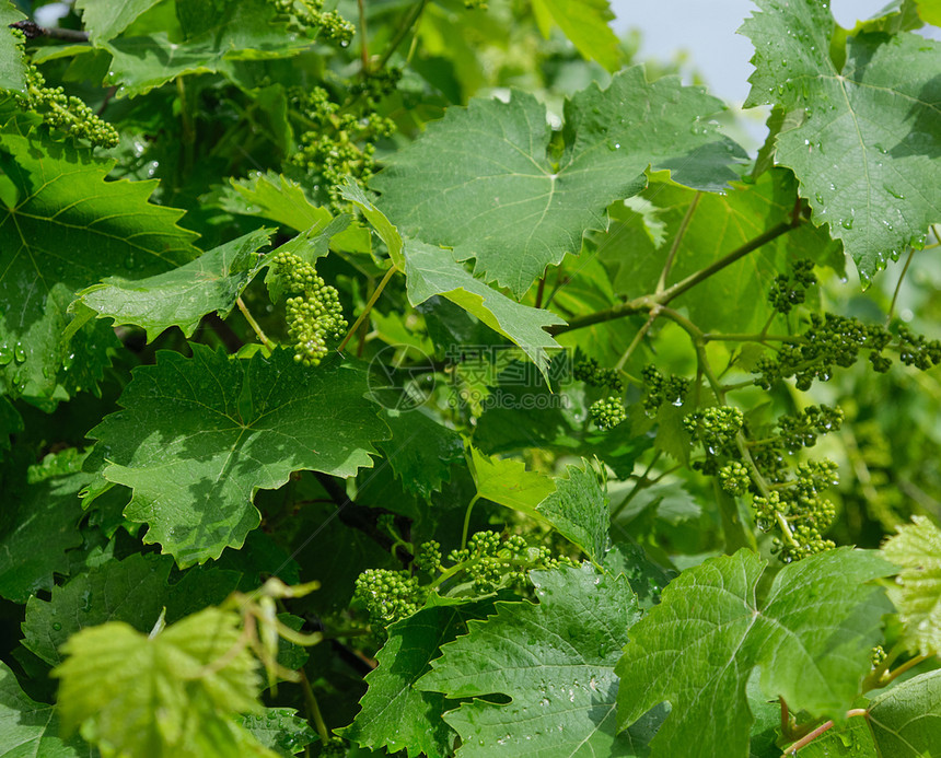 青嫩的葡萄绿花茎和夏日叶子图片