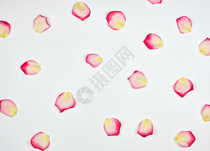 白背景的粉红花瓣全框背景图片