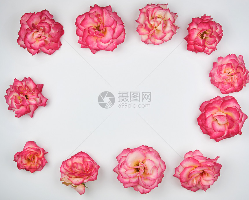 粉红玫瑰开花的芽以白色背景顶视图复制空间以长方形式图片