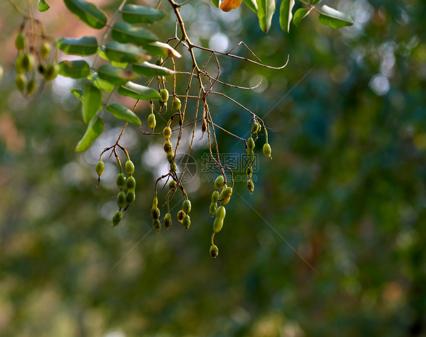 浅色背景的日本索佛拉绿叶树枝图片