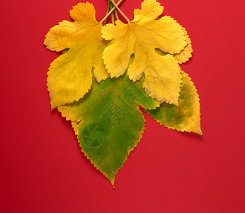 红色背景的三叶绿黄红底的木莓树叶关上图片