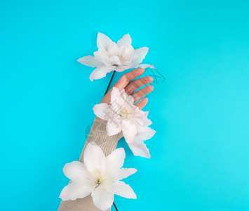 在蓝色背景上握着露出白乳蕾芽的女手掌照抗老年护理温泉治疗的流行概念图片