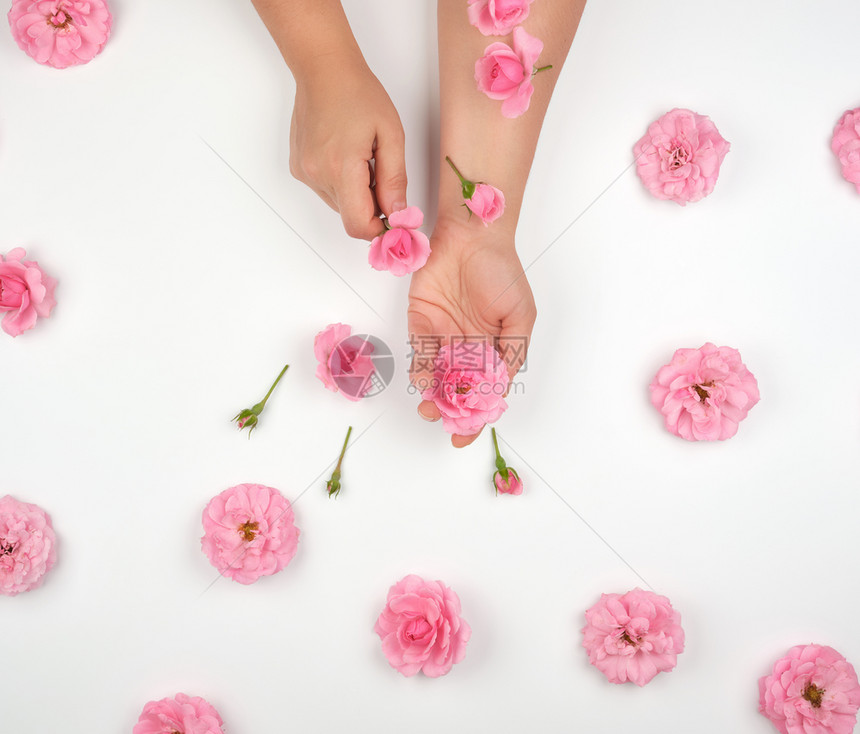 两只女手皮肤光滑白底粉红玫瑰花时髦的皮肤护理概念图片