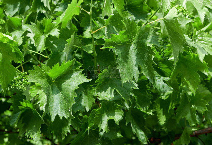 青嫩的葡萄绿花茎和夏日叶子图片