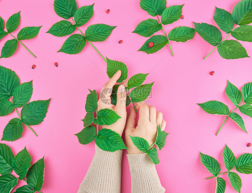 一位皮肤光滑的年轻女孩两只手粉红背景和草莓绿叶皮肤的温泉处理概念图片