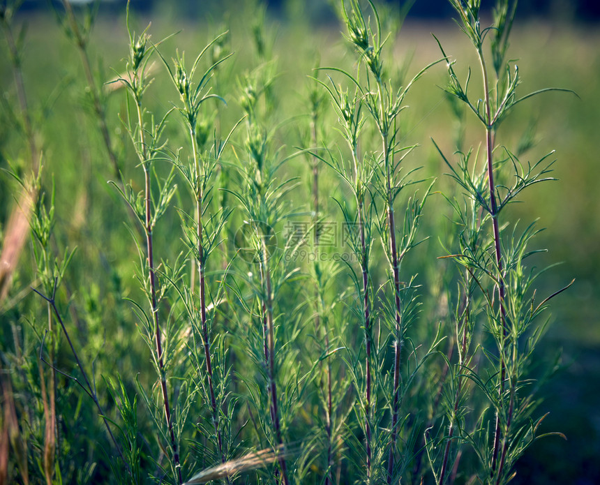 乌克兰赫尔松地区草原的绿色植物图片