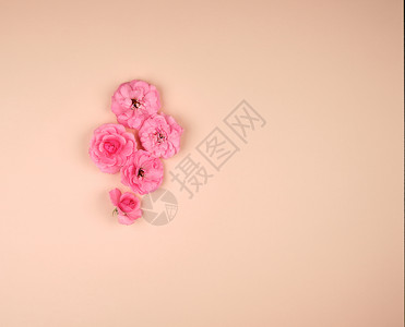 粉红玫瑰花开的芽子蜜蜂背景顶部视图复制空间平躺图片