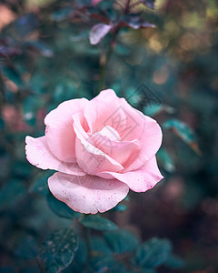 绿叶背景的粉红玫瑰花芽顶层风景高清图片