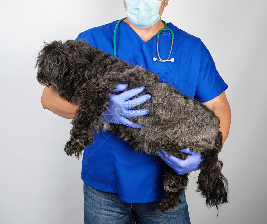 蓝制服医生和无菌乳胶手套在白色背景上戴一只毛黑狗动物治疗概念图片