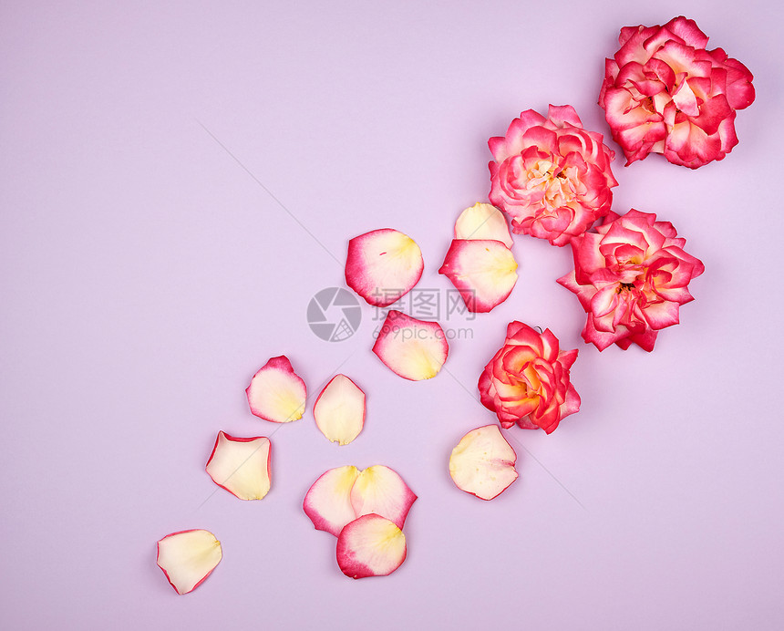 粉红玫瑰花的芽边背景成分在角落平躺图片