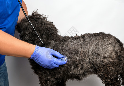 穿蓝制服兽医的穿蓝制服的小虫黑毛狗的心跳诊所治疗动物的概念图片