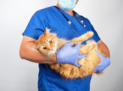 穿蓝制服和乳胶手套的男兽医手持成年长毛红猫灰色背景动物治疗概念图片