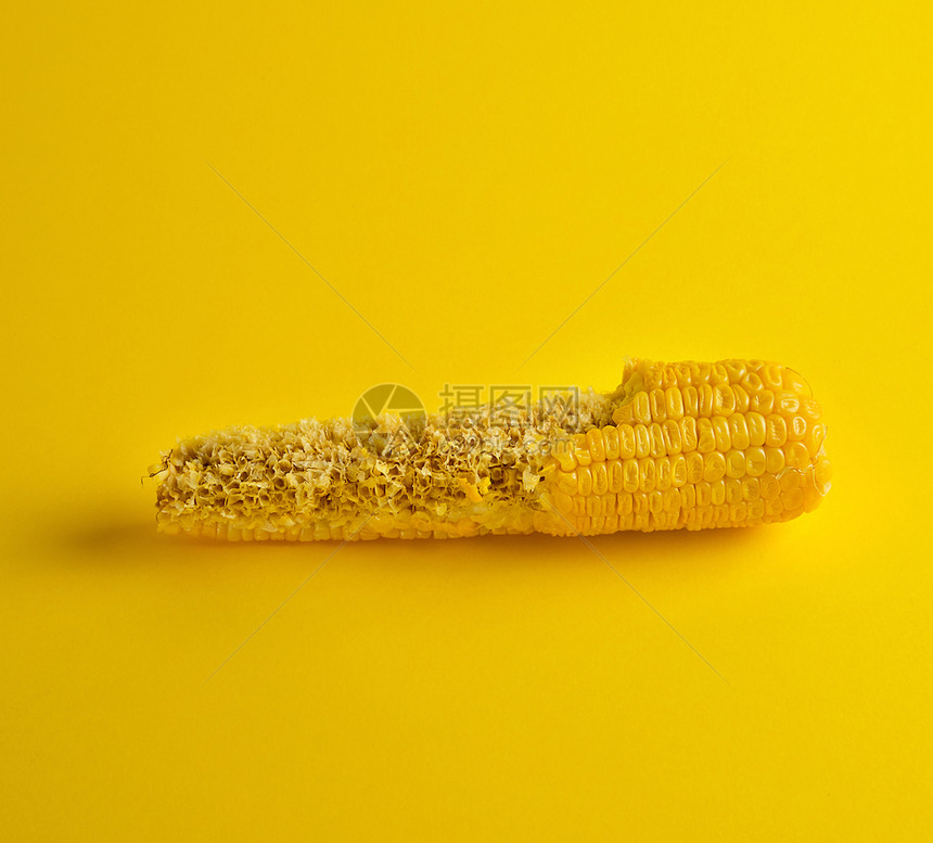 煮熟的玉米鳕鱼被咬了躺在黄色背景上闭图片