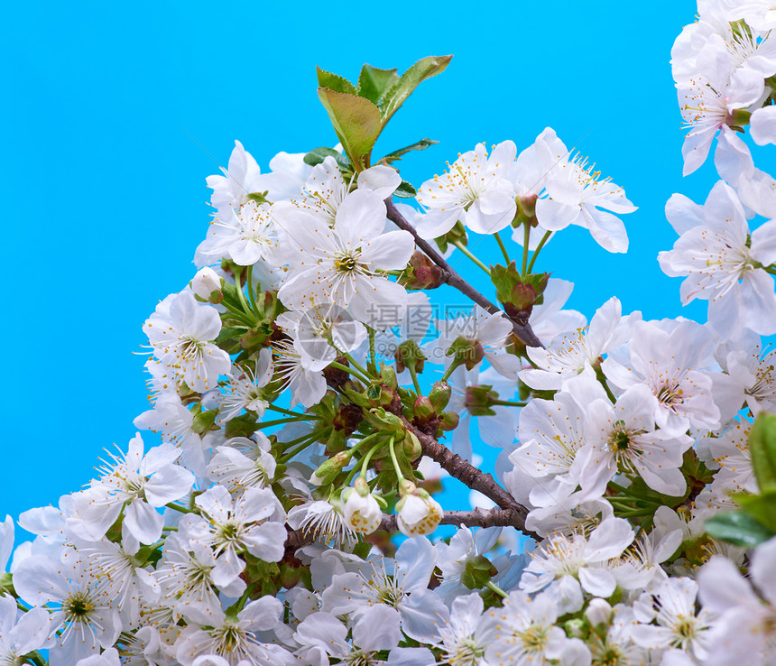 蓝色背景的白樱桃树枝紧闭图片