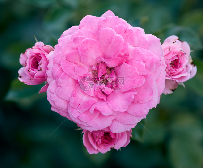 花园中粉红朵的芽绿色背景闭合顶层风景图片