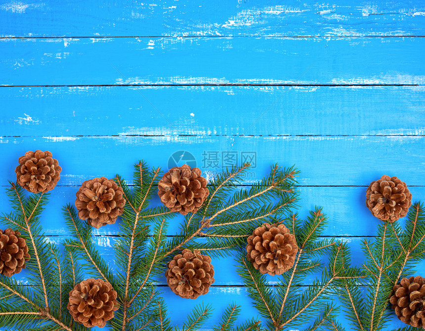绿色生树枝棕锥子蓝木背景来自板圣诞节复制空间图片