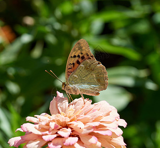 蝴蝶阿金尼斯潘多拉坐在粉红色的百日草花蕾上在花园里喝花蜜夏日图片