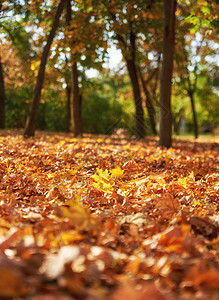 地面干黄色树叶有选择地聚焦秋天图片