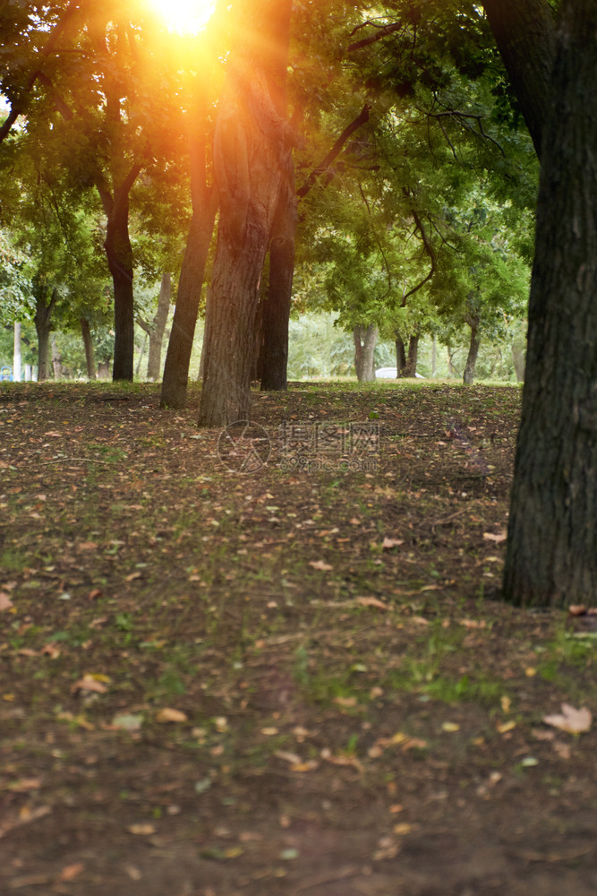 阳光下有公园树木乌克兰日晒图片