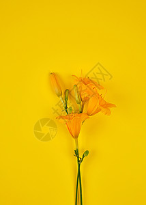黄色背景的花朵复制空间图片