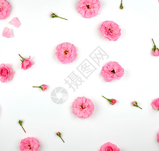 白底的粉红玫瑰花开芽最顶的视野完整框架平躺背景图片