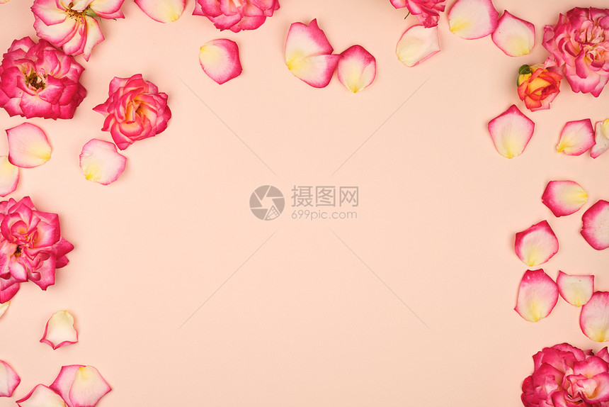 在蜜蜂背景复制空间平地假日背景上盛开的粉红玫瑰花芽图片