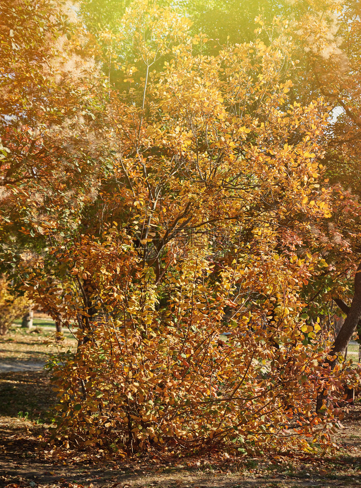 秋市公园日树上黄叶图片