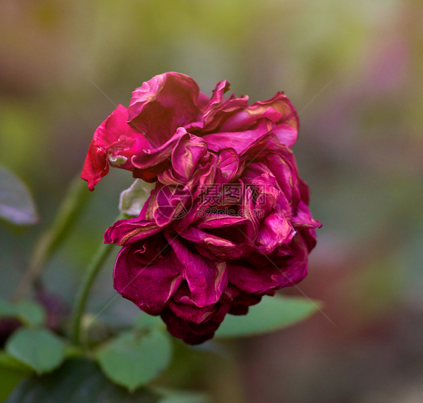 在花园里盛开的玫瑰红芽关闭图片