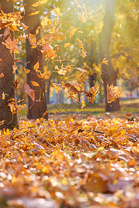 1月秋天公园有树木美丽的背景图片