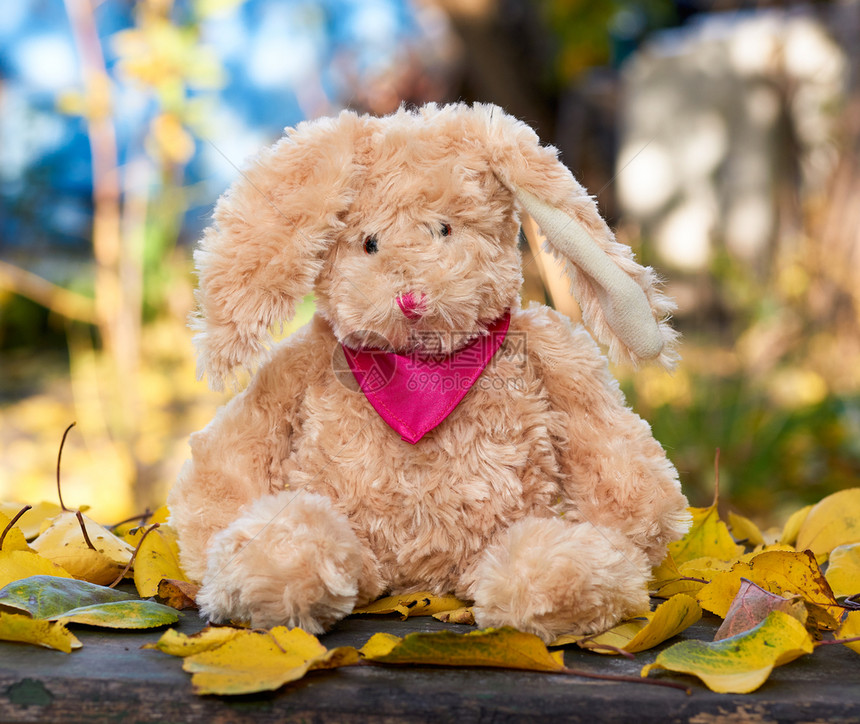 一只长耳朵和红围巾的小白兔在秋天坐干黄叶中间图片