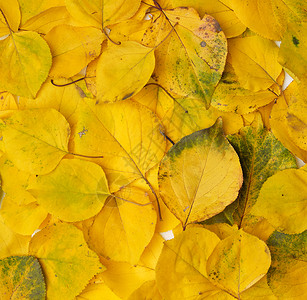 许多黄色干杏树叶全框秋季背景复制空间背景图片