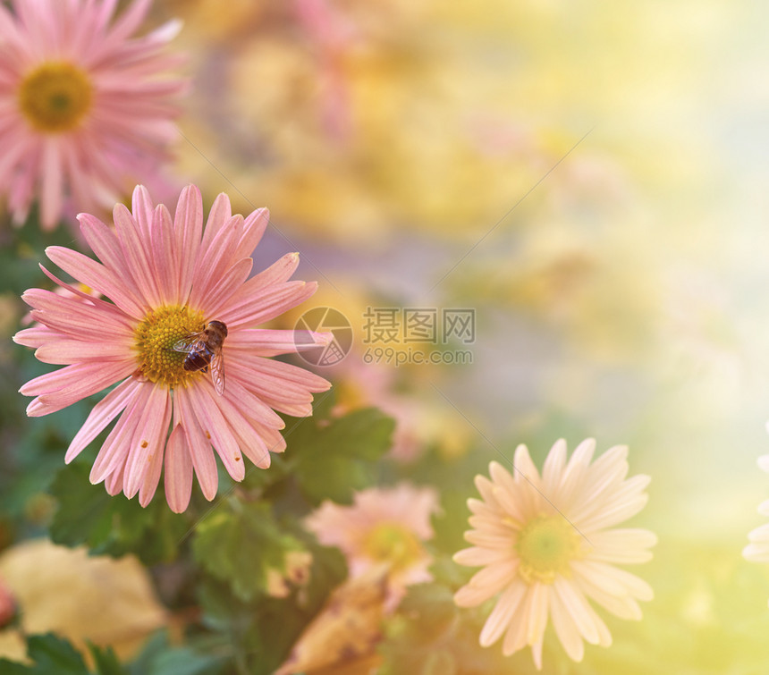 蜜蜂坐在粉红花上关秋天图片