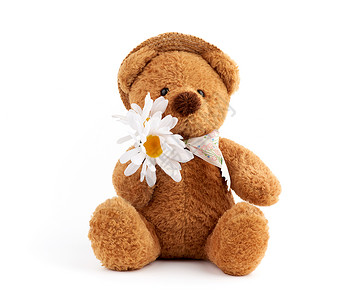 戴草帽的棕色可爱泰迪熊拿着白菊花一只玩具坐在孤立的白色背景上图片