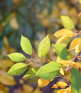 在阳光明媚的秋天有选择焦点绿叶和黄的樱桃枝图片