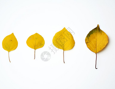 白背景秋底的黄色干杏树叶图片