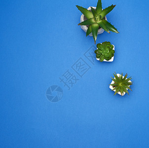 两个陶瓷锅有蓝色背景的植物复制空间顶视图图片