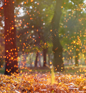秋下午公园有树木和干枯的金色树叶地面美丽的景观乌克兰图片