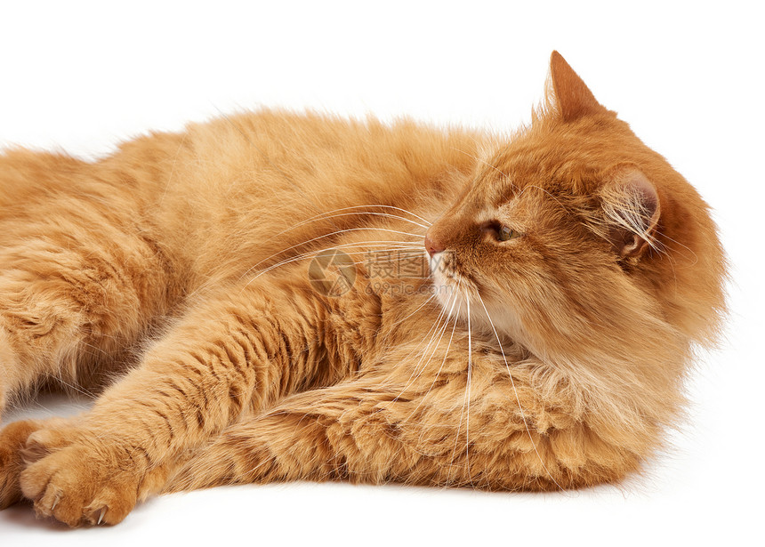 成年毛红猫说谎和休息看着侧面动物孤立在白色背景上图片