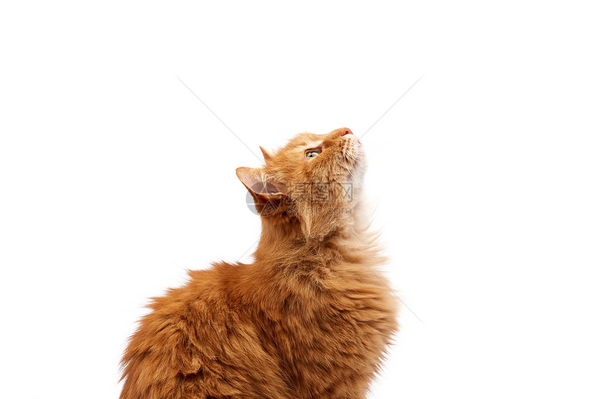 口吻成年大毛茸茸的红姜家猫侧坐在白色背景上孤立动物抬起头来图片