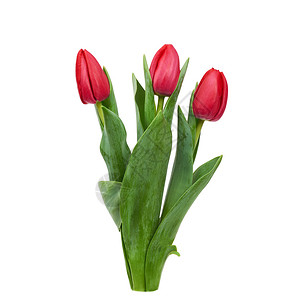 三张盛开的红色郁金花绿叶白底春花设计师元素图片