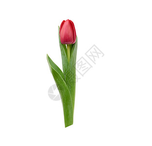 一朵盛开的红色郁金香绿叶白底春花设计师的元素图片
