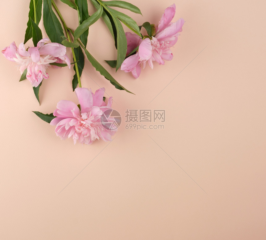 蜜桃背景的粉红小马芽中间空最高视图图片