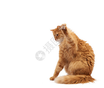 长得可爱的成年毛青红猫坐着抬起前爪模仿抓着任何物体动在白色背景上被孤立背景图片